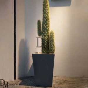 Cactus Décor